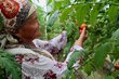 Closeup profile of an elderly women wearing a kerchief and white flowered dress examining her ripe tomatoes on a tall vine. Photo: WFP