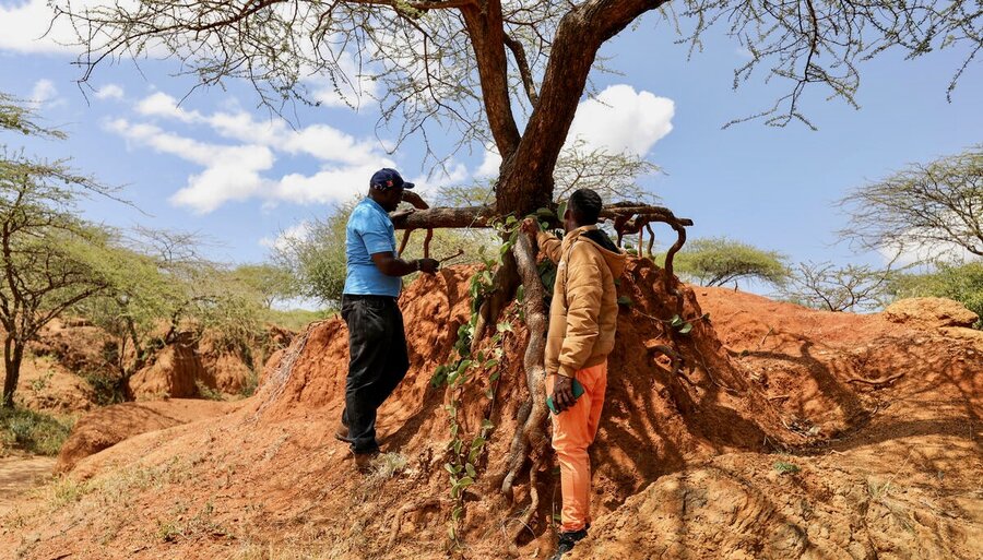 Two men (one of them from WFP) examine a tree with its roots exposed due to land degradation. Photo: WFP/Patrick Mwangi