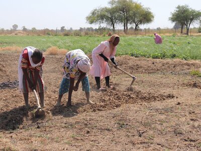 WFP Chad main page. Women working at a WFP-supported resilience site, Dougui.