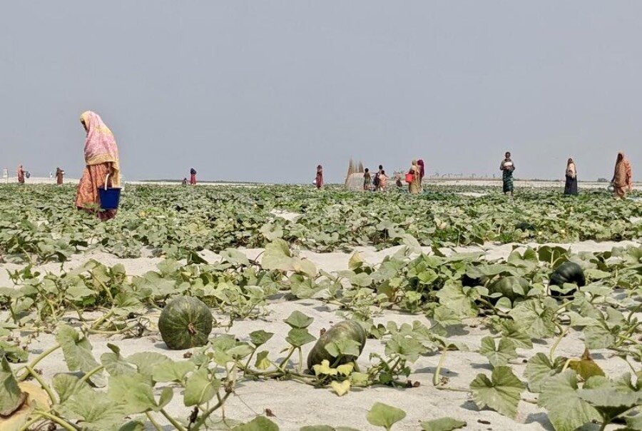 Women cultivate their pumpkin fields on a sand bank, or char, in Kurigram, Bangladesh. &nbsp;Photo: WFP/Lena von Zabern