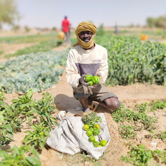A farmer in Timbuktu tends his field, harvesting local crops that sustain community resilience